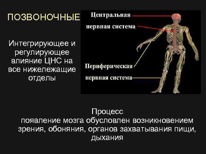 ПОЗВОНОЧНЫЕ Интегрирующее и регулирующее влияние ЦНС на все нижележащие отделы Процесс появление мозга обусловлен