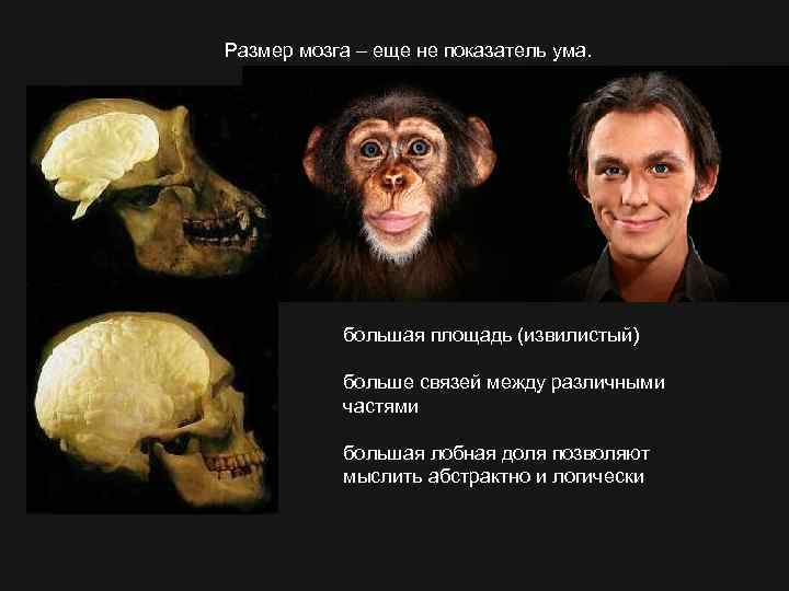 Размер мозга – еще не показатель ума. большая площадь (извилистый) больше связей между различными