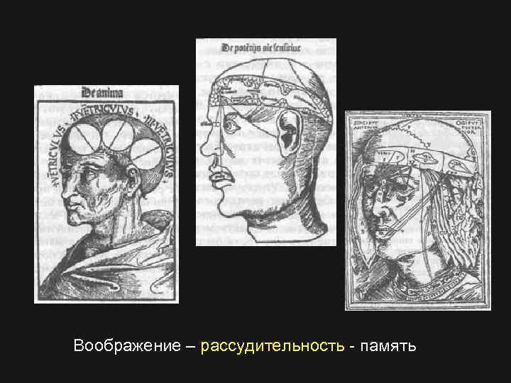 Воображение – рассудительность - память 