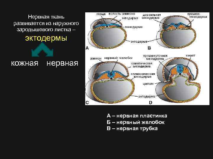 Нервная ткань развивается из наружного зародышевого листка – эктодермы кожная нервная А – нервная