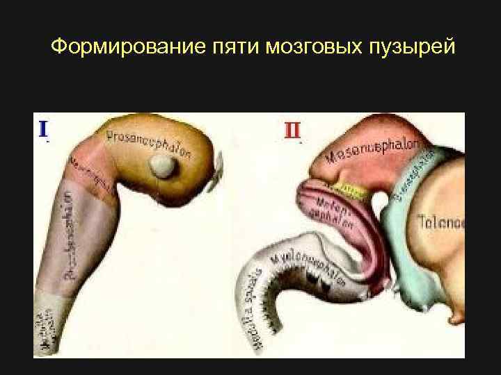 Формирование пяти мозговых пузырей 