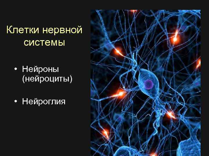 Клетки нервной системы • Нейроны (нейроциты) • Нейроглия 