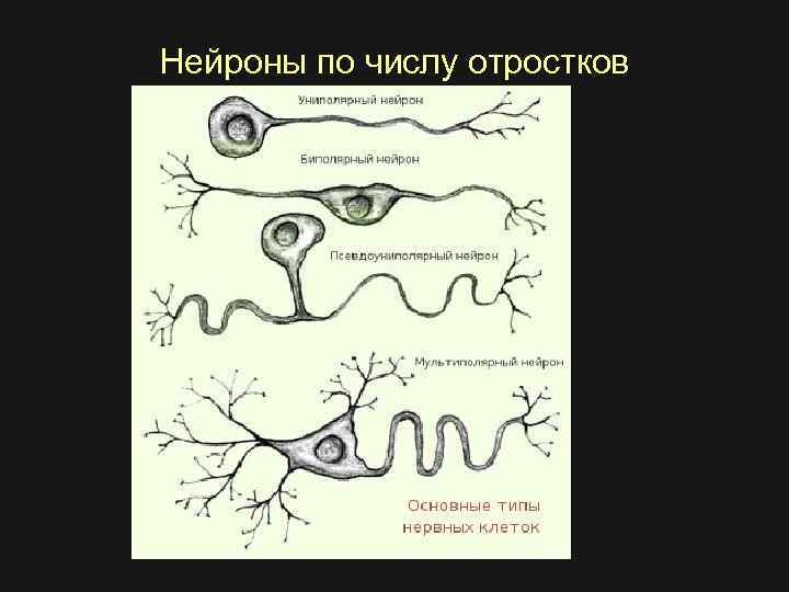 Нейроны по числу отростков 