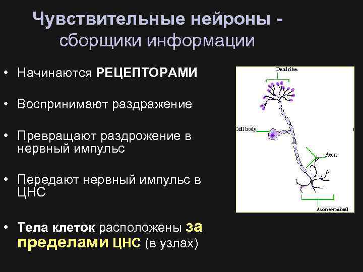 По чувствительному нейрону возбуждение передается