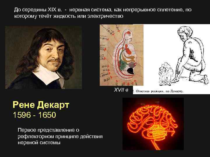 До середины XIX в. - нервная система, как непрерывное сплетение, по которому течёт жидкость