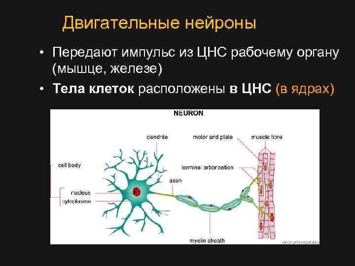 Двигательные нейроны • Передают импульс из ЦНС рабочему органу (мышце, железе) • Тела клеток