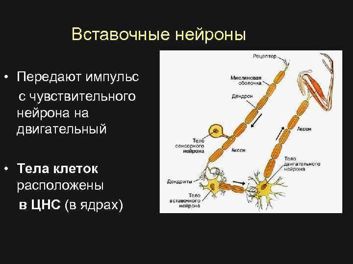 Вставочные нейроны • Передают импульс с чувствительного нейрона на двигательный • Тела клеток расположены