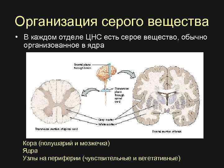 Организация серого вещества • В каждом отделе ЦНС есть серое вещество, обычно организованное в