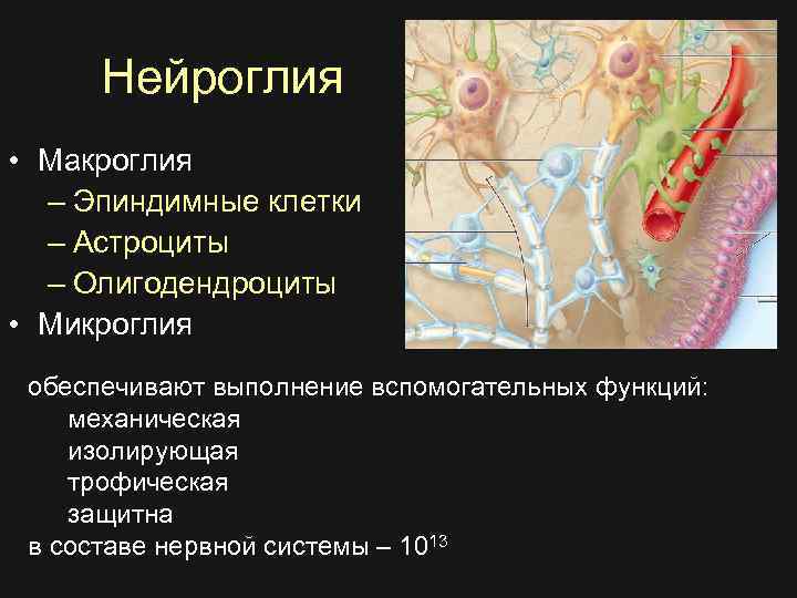 4 нейроглия