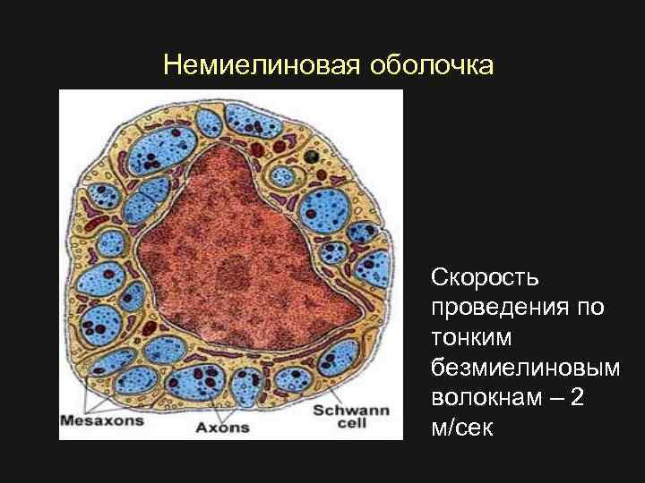 Немиелиновая оболочка Скорость проведения по тонким безмиелиновым волокнам – 2 м/сек 
