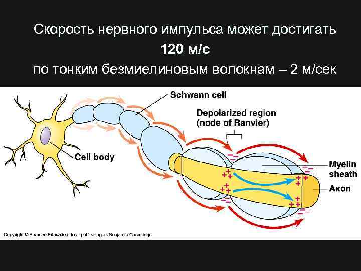 Скорость нервного импульса может достигать 120 м/с по тонким безмиелиновым волокнам – 2 м/сек
