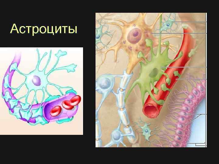 Астроциты 