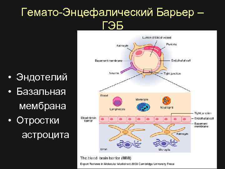 Гемато-Энцефалический Барьер – ГЭБ • Эндотелий • Базальная мембрана • Отростки астроцита 
