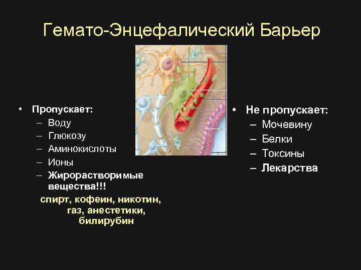 Гемато-Энцефалический Барьер • Пропускает: – Воду – Глюкозу – Аминокислоты – Ионы – Жирорастворимые