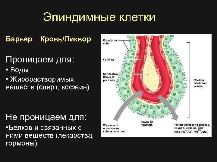 Эпиндимные клетки Барьер Кровь/Ликвор Проницаем для: • Воды • Жирорастворимых веществ (спирт, кофеин) Не