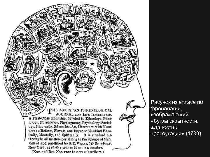 Рисунок из атласа по френологии, изображающий «бугры скрытности, жадности и чревоугодия» (1790) 