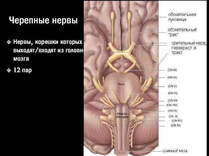 Черепные нервы Нервы, корешки которых выходят/входят из головного мозга 12 пар 