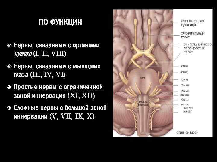 ПО ФУНКЦИИ Нервы, связанные с органами чувств (I, II, VIII) Нервы, связанные с мышцами