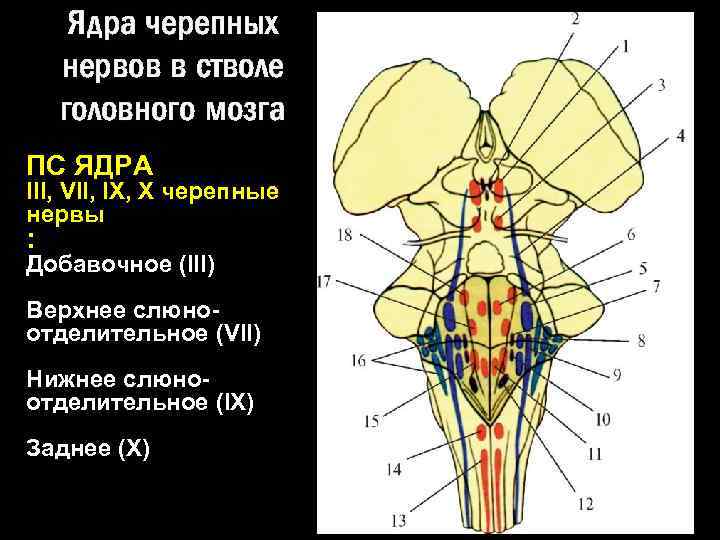 Ядра черепных нервов в стволе головного мозга ПС ЯДРА III, VII, IX, X черепные