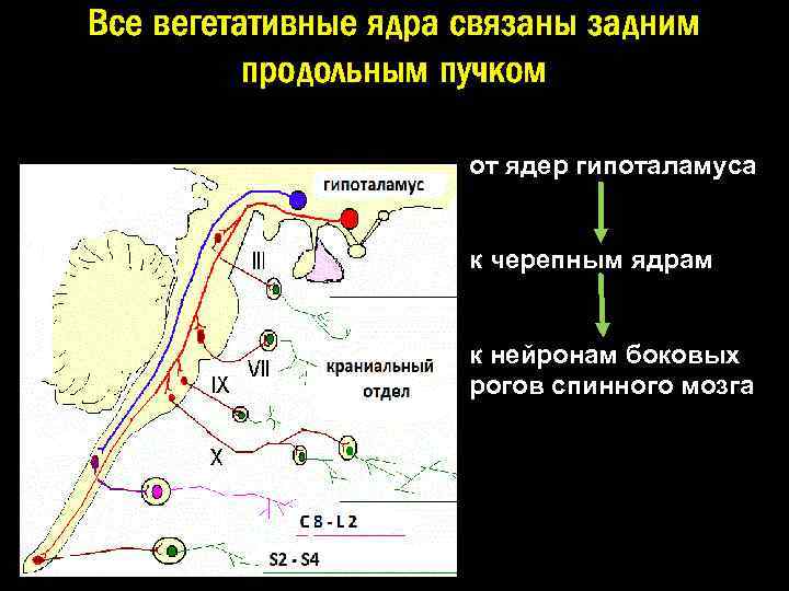 Вегетативные ядра содержат. Вегетативные ядра. Вегетативное ядро функции. Вегетативных ядер мозга. Расположение ядер вегетативной нервной системы.