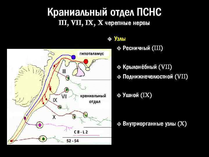 Краниальный отдел ПСНС III, VII, IX, X черепные нервы Узлы Ресничный (III) Крылонёбный (VII)