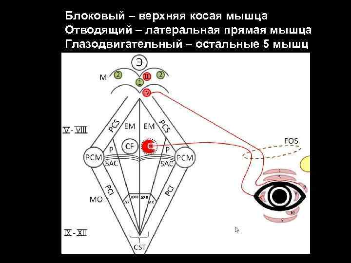 Блоковый – верхняя косая мышца Отводящий – латеральная прямая мышца Глазодвигательный – остальные 5