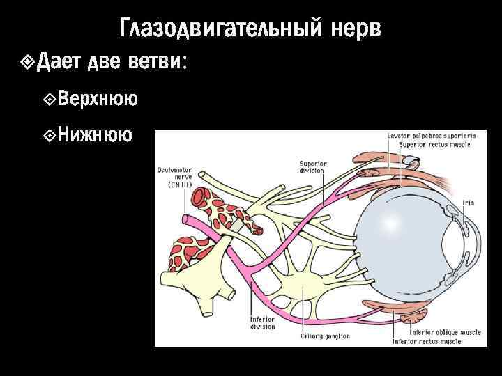 Глазодвигательный нерв Дает две ветви: Верхнюю Нижнюю 