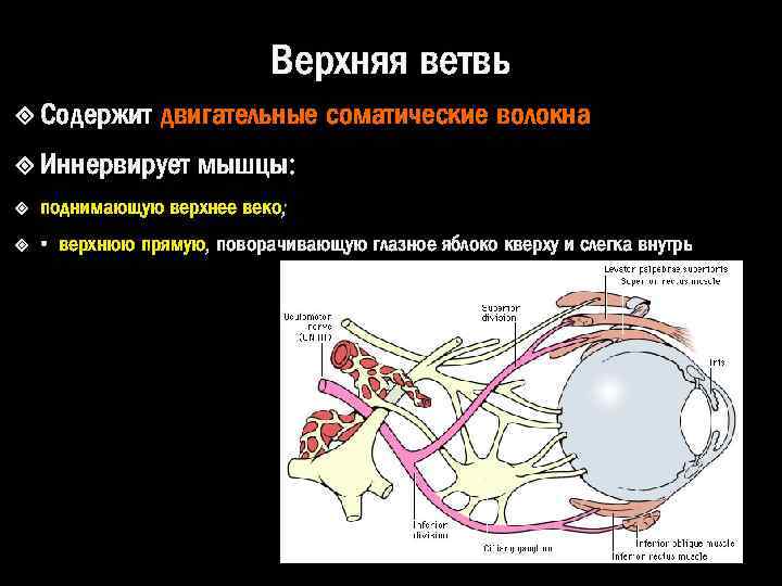 Верхняя ветвь Содержит двигательные соматические волокна Иннервирует мышцы: поднимающую верхнее веко; • верхнюю прямую,