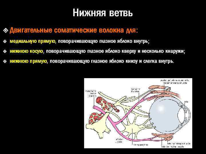 Нижняя ветвь Двигательные соматические волокна для: медиальную прямую, поворачивающую глазное яблоко внутрь; нижнюю косую,