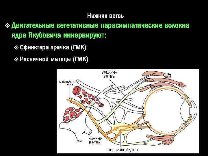 Нижняя ветвь Двигательные вегетативные парасимпатические волокна ядра Якубовича иннервируют: Сфинктера зрачка (ГМК) Ресничной мышцы