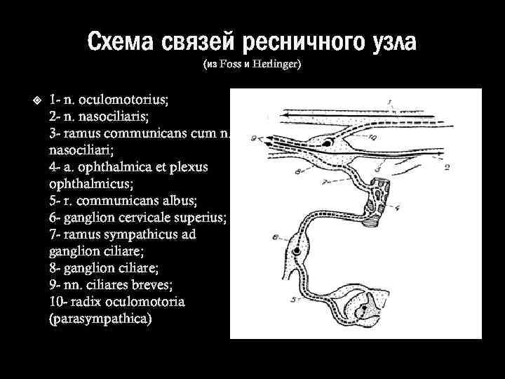 Схема связей ресничного узла (из Foss и Herlinger) 1 - n. oculomotorius; 2 -