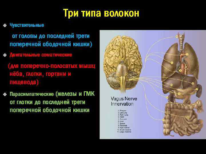 Три типа волокон Чувствительные (от головы до последней трети поперечной ободочной кишки) Двигательные соматические