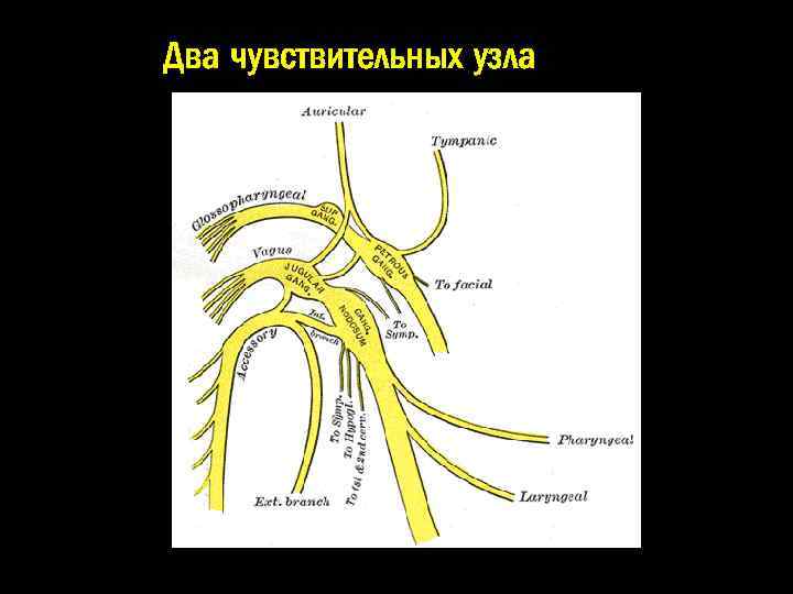 Два чувствительных узла 