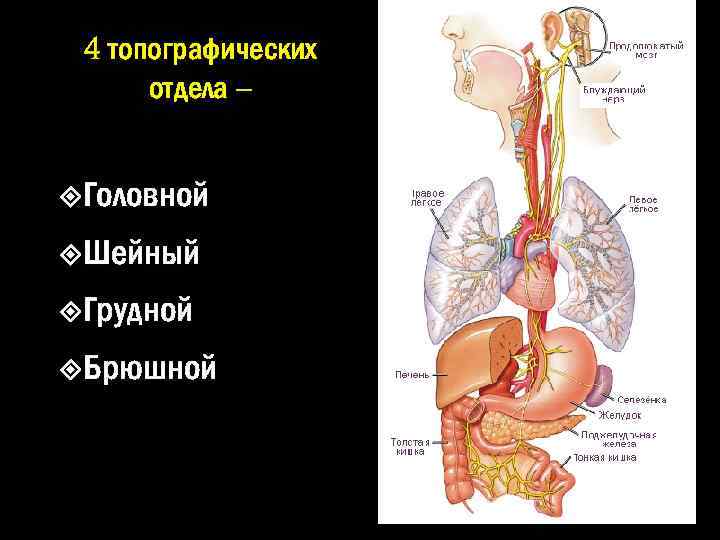 4 топографических отдела – Головной Шейный Грудной Брюшной 