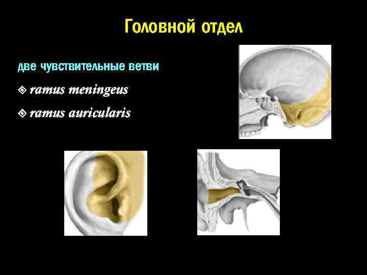 Головной отдел две чувствительные ветви: ramus meningeus ramus auricularis 