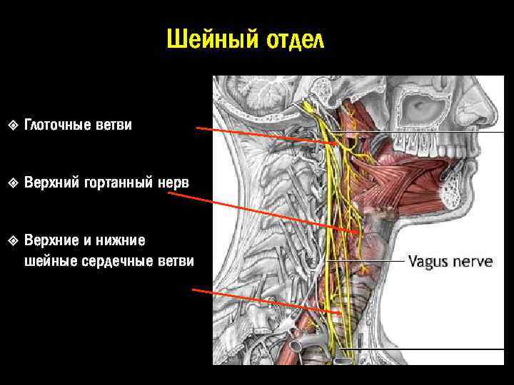 Шейный отдел Глоточные ветви Верхний гортанный нерв Верхние и нижние шейные сердечные ветви 