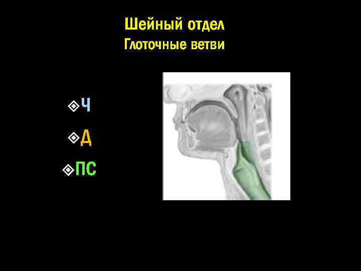 Шейный отдел Глоточные ветви Ч Д ПС 