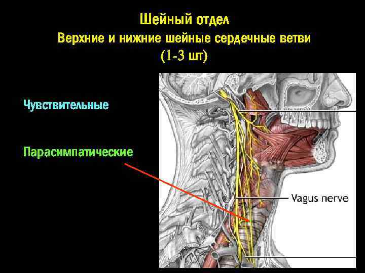 Шейный отдел Верхние и нижние шейные сердечные ветви (1 -3 шт) Чувствительные Парасимпатические 