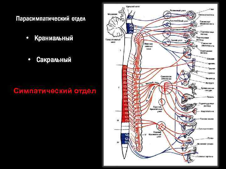 Парасимпатический отдел • Краниальный • Сакральный Симпатический отдел 