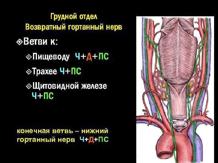 Грудной отдел Возвратный гортанный нерв Ветви к: (Ч+Д+ПС), Трахее Ч+ПС) Щитовидной железе Ч+ПС) Пищеводу