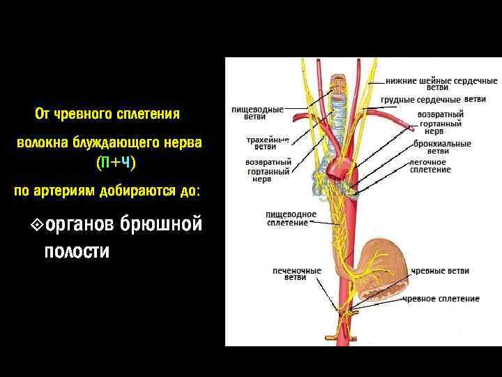 Брюшной отдел От чревного сплетения волокна блуждающего нерва ( П + Ч) по артериям