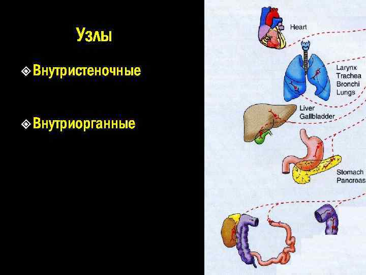 Узлы Внутристеночные Внутриорганные 