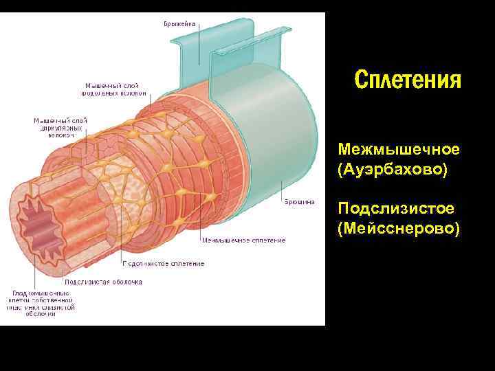 Сплетения Межмышечное (Ауэрбахово) Подслизистое (Мейсснерово) 