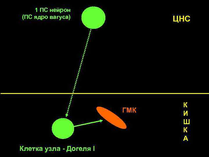 1 ПС нейрон (ПС ядро вагуса) ЦНС ГМК Клетка узла - Догеля I К