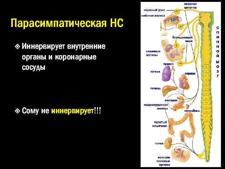 Парасимпатическая НС Иннервирует внутренние органы и коронарные сосуды Сому не иннервирует!!! 