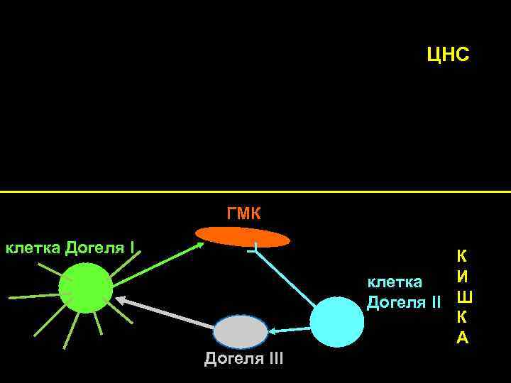 ЦНС Местная рефлекторная дуга ГМК клетка Догеля I К И клетка Догеля II Ш