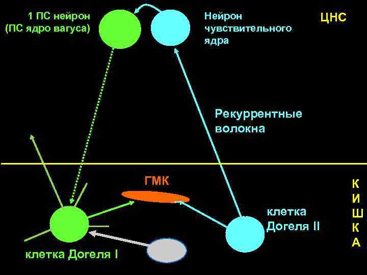 Нейрон чувствительного ядра 1 ПС нейрон (ПС ядро вагуса) ЦНС Рекуррентные волокна ГМК клетка