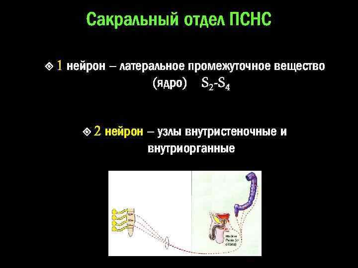 Сакральный отдел ПСНС 1 нейрон – латеральное промежуточное вещество (ядро) S 2 -S 4