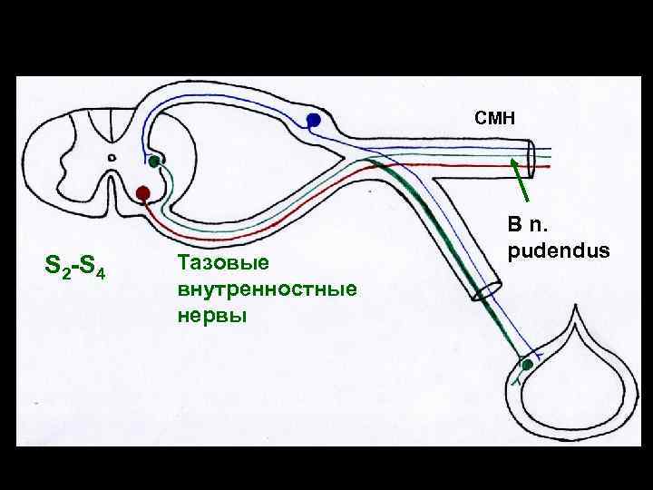 СМН S 2 -S 4 Тазовые внутренностные нервы В n. pudendus 