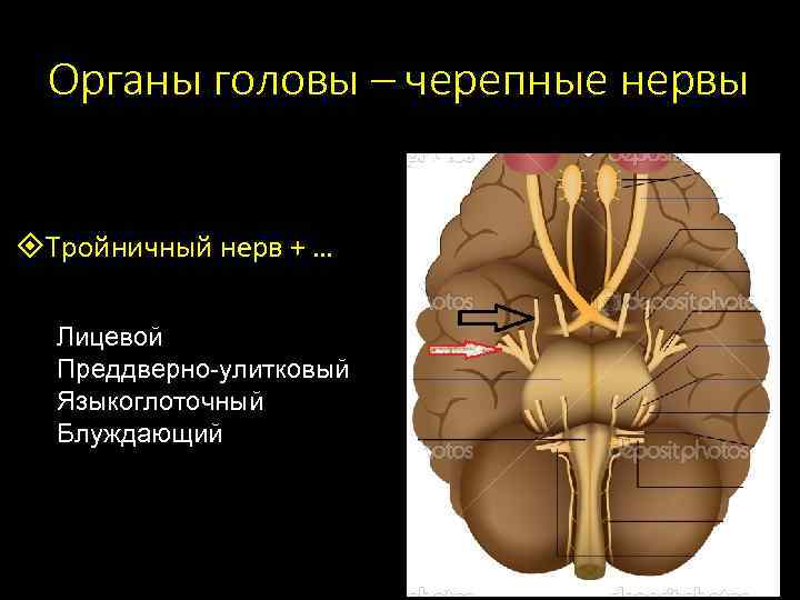 Органы головы – черепные нервы Тройничный нерв + … Лицевой Преддверно-улитковый Языкоглоточный Блуждающий 
